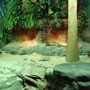 Unseen New World - Rhinoceros Iguana Exhibit