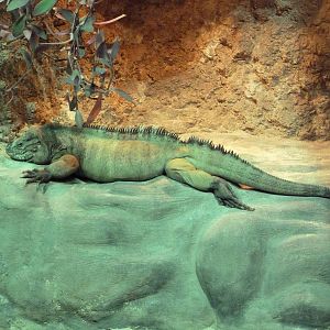Unseen New World - Rhinoceros Iguana