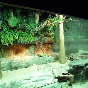 Unseen New World - Rhinoceros Iguana Exhibit