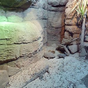 Unseen New World - Spiny-Tailed Iguana/Desert Tortoise Exhibit