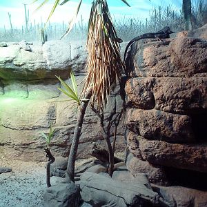 Unseen New World - Spiny-Tailed Iguana/Desert Tortoise Exhibit