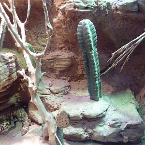 Unseen New World - Gila Monster/Collared Lizard Exhibit