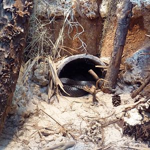 Unseen New World - Indigo Snake Exhibit