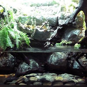 Unseen New World - Hellbender Exhibit