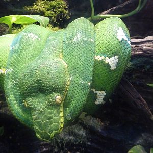 Unseen New World - Emerald Tree Boa