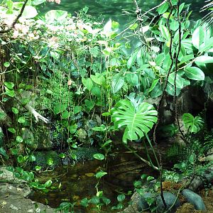 Unseen New World - Anaconda Exhibit