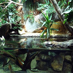 Unseen New World - Dwarf Caiman/Turtle Exhibit