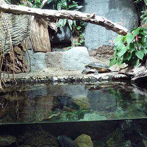 Unseen New World - Dwarf Caiman/Turtle Exhibit