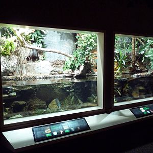 Unseen New World - Dwarf Caiman/Turtle Exhibit
