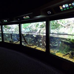 Unseen New World - Amazon River Region