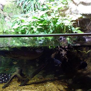 Unseen New World - Amazon River Region