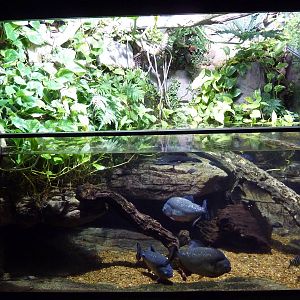 Unseen New World - Amazon River Region