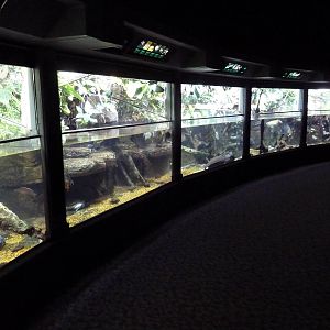 Unseen New World - Amazon River Region