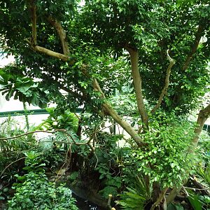 Unseen New World - Walk-Through Bird Aviary