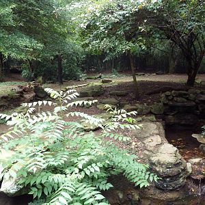African Wild Dog Exhibit