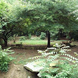African Wild Dog Exhibit