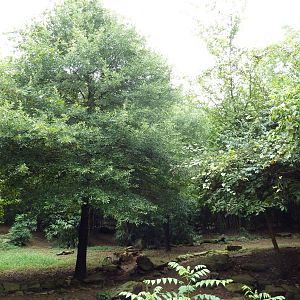 African Wild Dog Exhibit