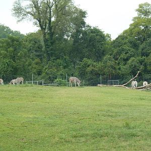 Eland/Ostrich/Damara Zebra Exhibit