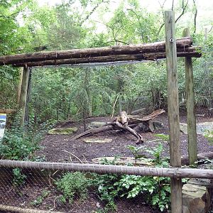 Eurasian Lynx Exhibit