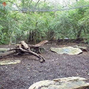 Eurasian Lynx Exhibit