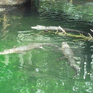 Alligator Cove