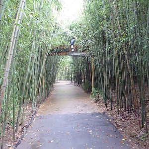 Bamboo Trail