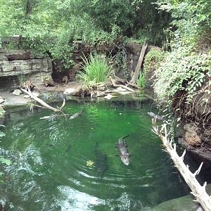 Alligator Cove