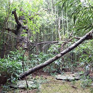 Bamboo Trail - Rhinoceros Hornbill Exhibit
