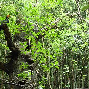Bamboo Trail - Rhinoceros Hornbill Exhibit