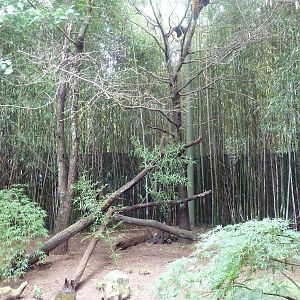 Bamboo Trail - Red Panda Exhibit