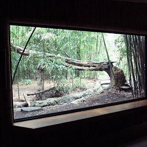 Bamboo Trail - Clouded Leopard Exhibit