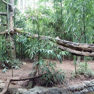 Bamboo Trail - Clouded Leopard Exhibit