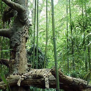Bamboo Trail - Clouded Leopard Exhibit