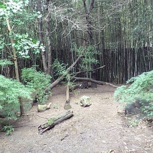 Bamboo Trail - Red Panda Exhibit