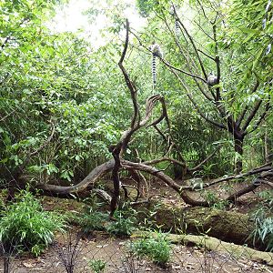 Bamboo Trail - Ring-Tailed Lemur Exhibit
