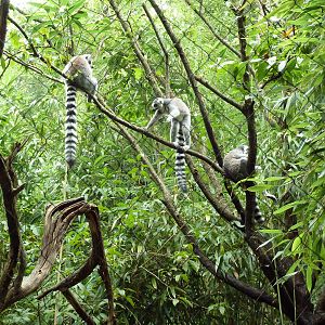 Bamboo Trail - Ring-Tailed Lemur Exhibit