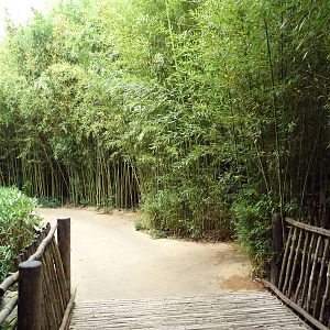 Bamboo Trail