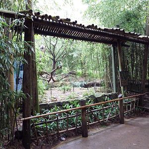 Bamboo Trail - Ring-Tailed Lemur Exhibit