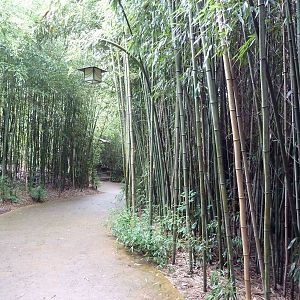 Bamboo Trail