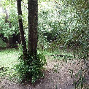 Bamboo Trail - Cassowary Exhibit