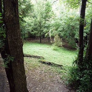 Bamboo Trail - Cassowary Exhibit