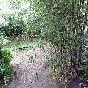 Bamboo Trail - Cassowary Exhibit