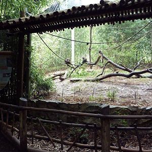 Bamboo Trail - Schmidt's Spot-Nosed Guenon Exhibit