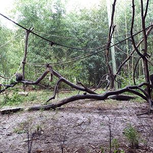 Bamboo Trail - Schmidt's Spot-Nosed Guenon Exhibit