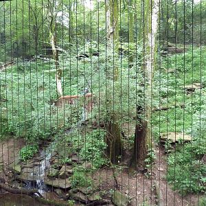 Bamboo Trail - Cougar Exhibit