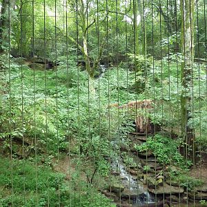 Bamboo Trail - Cougar Exhibit