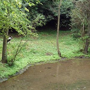 Saddle-Billed Stork Exhibit
