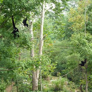 Gibbon Islands - White-Cheeked + Siamang