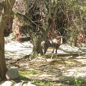 Bontebok