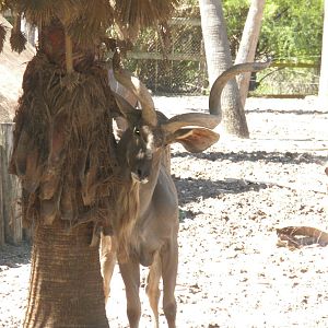Greater Kudu